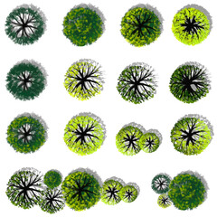 Wall Mural - vector green tree top view isolated on white background for landscape plan and architecture drawing,