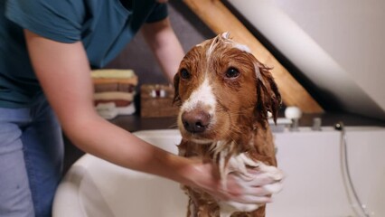 Wall Mural - Dog taking bath at home. Bathing of Nova Scotia Duck Tolling Retriever. Real time in 4K resolution.