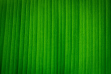 Green Banana Leaf. Natural Green Tropical Leaves.