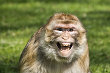 Monkey / Affe / Portrait
Barbary Macaque