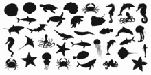 Collection Of Black Set Silhouettes Of Fish, Seahorse, Shells, Octopuses, Dolphins, Sharks, Whales, Crabs And Stingrays On A White Background. Vector Clipart