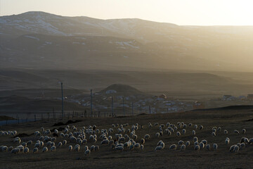 Wall Mural - Russia. North-Eastern Caucasus. Dagestan. A flock of sheep graze peacefully on the slopes of the Caucasus mountains against the background of the last rays of the evening sun.