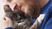 A Bearded Man Lovingly Hugs His Cat, Hugs Him To Himself. Favorite Cat With His Owner. Relationship Between Pets And People. Gray Fluffy Cat In The Arms Of His Pet Owner.