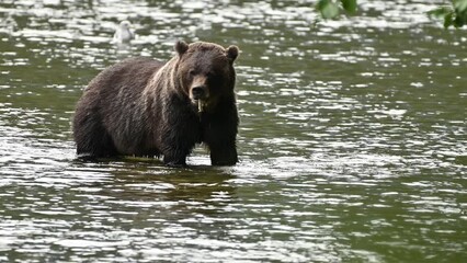 a grizzly bear (ursus arctos horribilis) successfully caught a salmon in the atnarko river in coasta