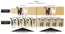 Difference Between Codominance And Incomplete Dominance Infographic Diagram Example Black White Cat Allele Dominant Phenotype Blending Parent Hybrid Gametes Heredity Genetic Science Education Vector