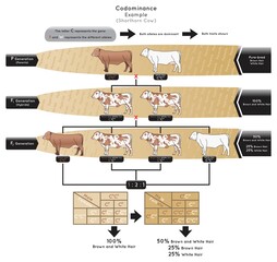 codominance infographic diagram example shorthorn cow represent gene different allele both dominant 