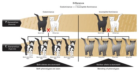 Difference between Codominance and Incomplete Dominance Infographic Diagram example black white cat allele dominant phenotype blending parent hybrid gametes heredity genetic science education vector