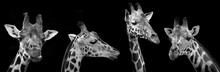 Portrait Of Giraffes On Black Background