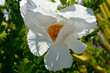 large, white, papery flower blowing in a breeze