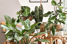 Urban Jungle. Different Tropical Houseplants Like Philodendron Or Chinese Evergreen In Basket Flower Pots On Wooden Tables