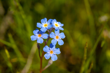 Sticker - Myosotis scorpioides true or water forget-me-not