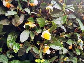 background of green white tea leaves with white and yellow flowers. te planting