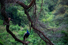 Colorful Indian Peacock Or Common Peafowl Sitting Over A Tree In A Dense Forest Of Rajasthan. Green  Blue Colored Feathers Seems So Pretty With The Natural Green Forest Background. Seen In Alwar India