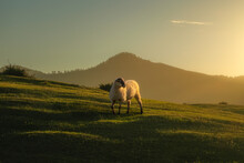 A Sheep With A Great Light In A Sunset In A Field Of Grass