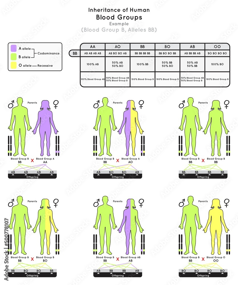 Vector de Stock Inheritance of Human Blood Group B Infographic Diagram  example alleles BB parent probabilities offspring type percentage heredity  genetic science education gene biology medical medicine vector | Adobe Stock, image size:835x1000