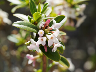 Poster - Daphne tangutica) Daphné du Tibet ou daphné rare aux fleurs blanches étoilées nuancées de violet très parfumées dans un feuillage vert foncé