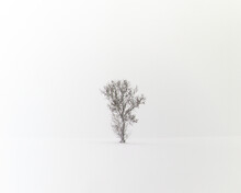 A Small Lonely Tree Standing In A Snow Storm In Winter
