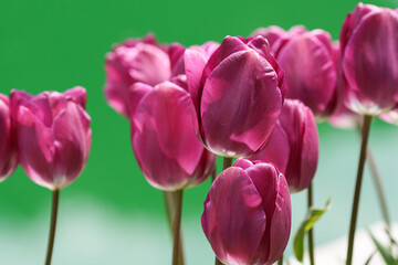 Wall Mural - Purple tulips next to the green water pond