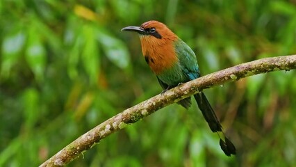 Wall Mural - broad-billed motmot - electron platyrhynchum found in bolivia, brazil, colombia, costa rica, ecuador