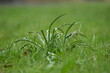 Kępa trawy pokryta kroplami deszczu