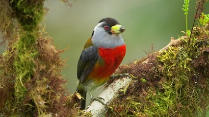 Wall Mural - toucan barbet - semnornis ramphastinus bird native to ecuador and colombia, semnornithidae, closely 