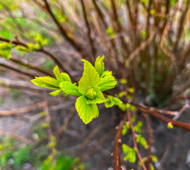 leaves in spring