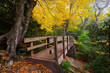 Autumn foliage over footbridge along the Mountains to Sea trail in North Carolina's Blue Ridge Mountains
