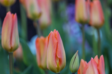 Canvas Print - Tulip