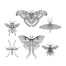 Insects Set Vector Hand Drawn Illustrations. Death's-head Moth, Bumblebee, Oleander Hawk-moth, Fly, Emperor Dragonfly (Anax Imperator), Cockroach, Red Admiral, Ladybug, Aglais Io (European Peacock).
