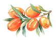 Sea buckthorn. Branch with Fresh ripe berries and leaves . Hand drawn watercolor illustration isolated on white background