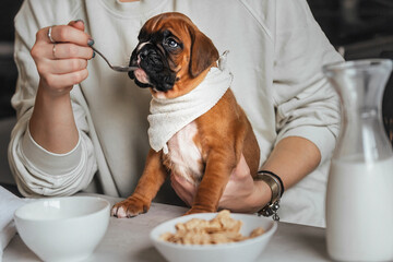 Wall Mural - A young woman eats breakfast at the table and feeds cereal and milk to a small German boxer puppy. The concept of treating dogs as friends, as people