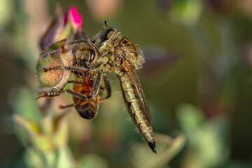 Wall Mural - Macro shot of a robber fly in the garden