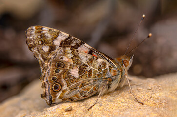 Macro shots, Beautiful nature scene. Closeup beautiful butterfly sitting on the flower in a summer garden.