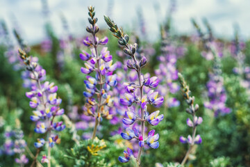 Wall Mural - Wildflowers close-up. Silver Lupine (Lupinus argenteus) in bloom, silvery-green leaves line the stems, and violet, pea-like flowers.