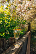 White, Rose Wine In Vintage Gold Rim Glass Outdoor On Old Fence By Tree