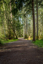 A Dirt Path Leading Through A Forest Of Pine Trees At Bud Blancher Trail Near Eatonville, Washington.
