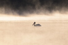 Pelican In Sunrise Fog