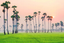 Landscape Scenery Of Young Rice Field With Palm Tree During Sunrise