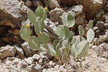 Large Prickly Pear Cactus Grouping With Two Blooms At Big Bend National Park