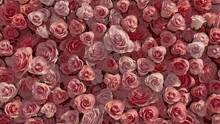 Vibrant, Pink Flower Blooms Arranged In The Shape Of A Wall. Beautiful, Colorful, Roses Composed To Create A Romantic Floral Background. 3D Render