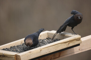 Cowbirds on bird feeder on spring afternoon, mated pair