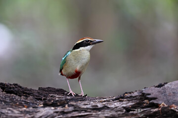 Wall Mural - Beautiful colorful bird, Fairy Pitta (Pitta nympha) closeup, bird in nature.