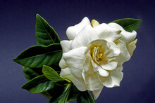 Close Up Image Of A White Gardenia Flower Isolated On Dark Blue Coloured Background.