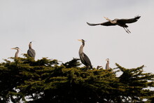 One Great Blue Heron Flying And Landing In A Tree With Several Other Herons