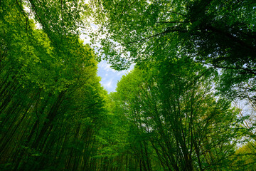 Carbon neutral or carbon net-zero concept background photo. Lush forest