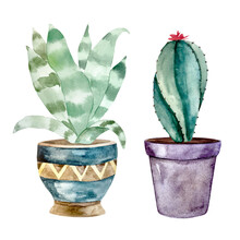 Watercolor Cactus And Succulent Plants In Pot. Watercolor Individual Flower Pot