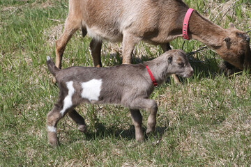 Poster - La Mancha baby goats playing in a spring pasture. They are very small ear flaps and are mulitcoloured