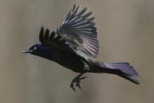 Common Grackles Fighting Over Birdseed On Overcast Spring Day Or Flying Off Feeder