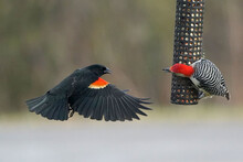 Red Winged Blackbird Male Flying Around Feeder And Trying To Get A Bite Being Ejected By Red Bellied Male Woodpecker On Spring Day
