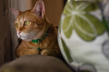 Domestic cat sitting alone on the couch and looking out at window.